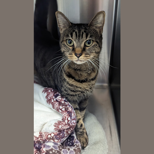 Photo of Tiger Lilly