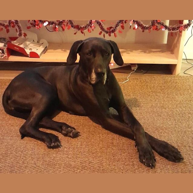 Photo of Xena