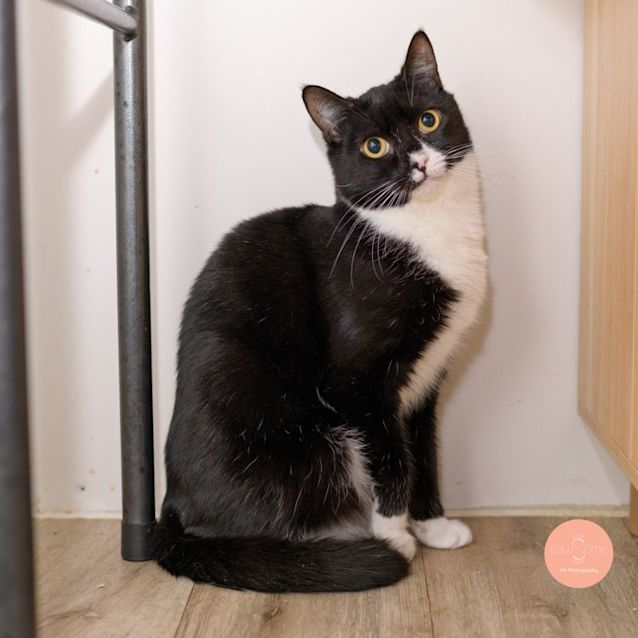 Photo of Cybelle ** 2nd Chance Cat Rescue **