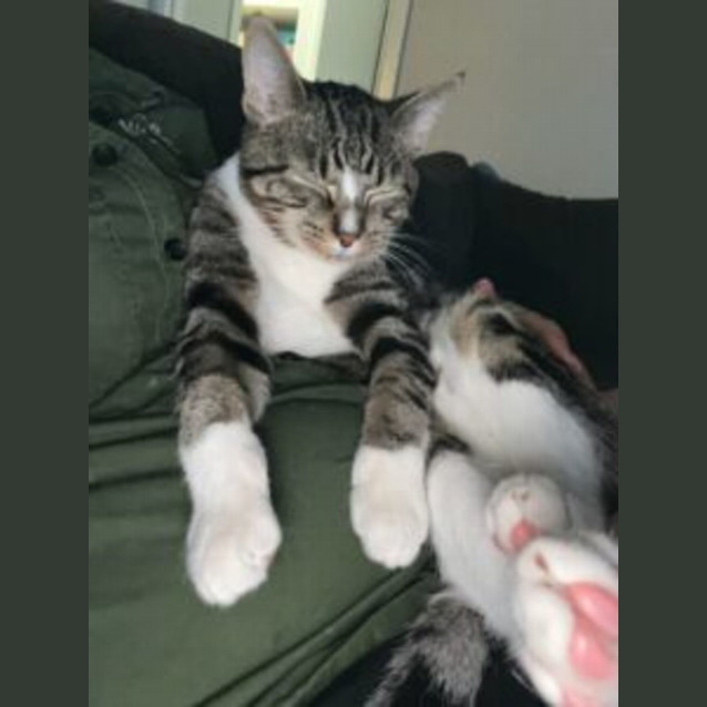 Photo of Jerry 💕🐾