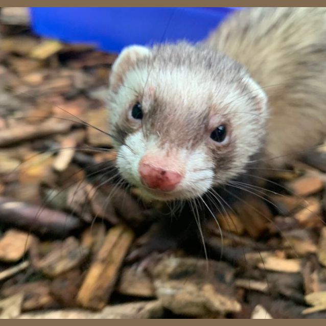 Photo of Frankie & Gidget