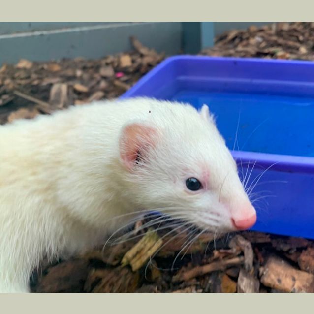 Photo of Frankie & Gidget