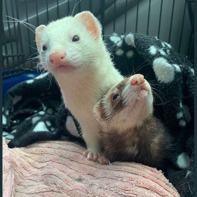 Photo of Frankie & Gidget