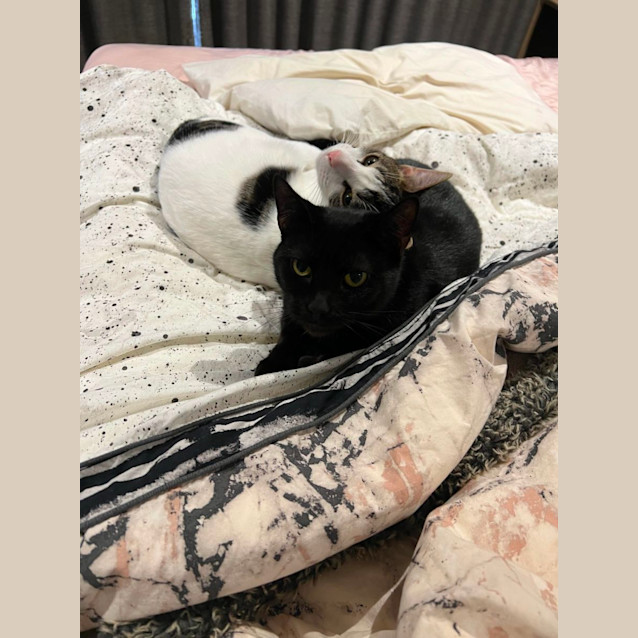 Photo of Prudence & Betty 😻😻