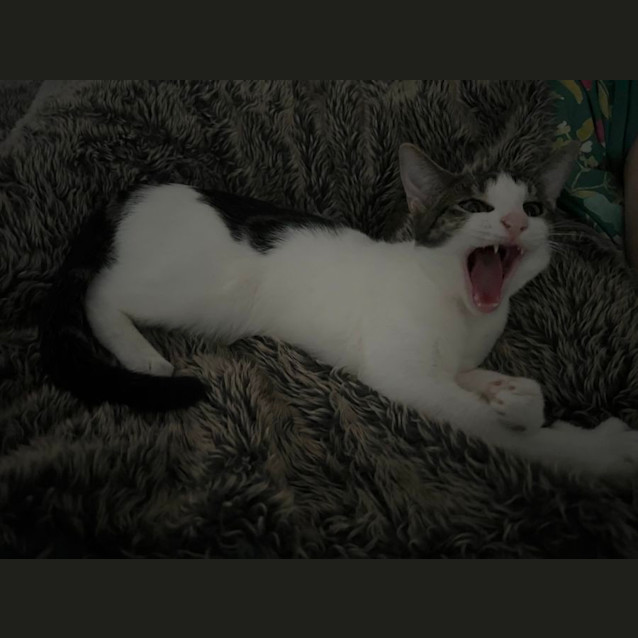 Photo of Prudence & Betty 😻😻