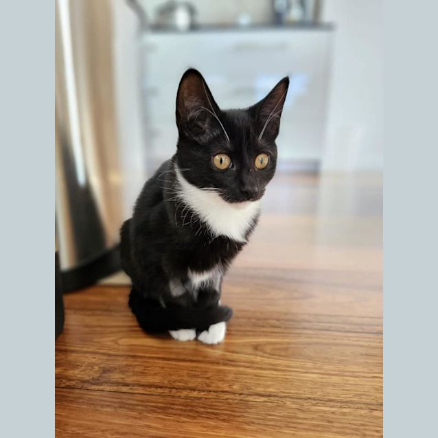 Photo of Sprinkles