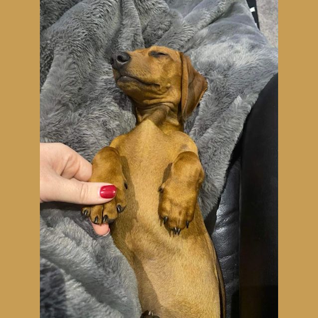 Photo of Alfie & Cali 