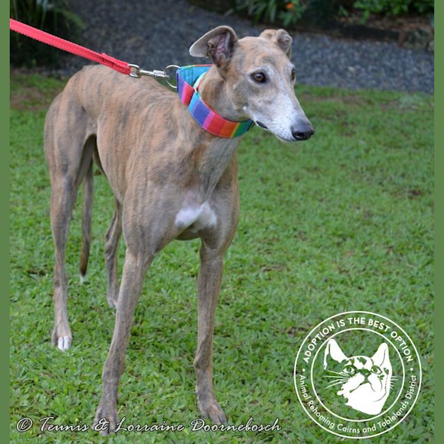 Photo of Rosie (Saint Bluey)