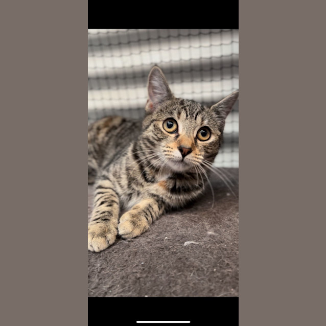 Photo of Tiger