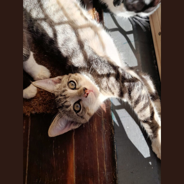 Photo of Jet