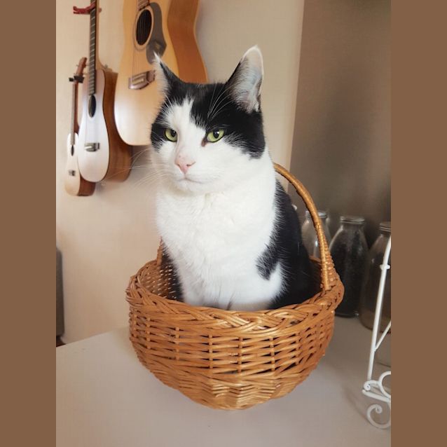 Photo of Henry