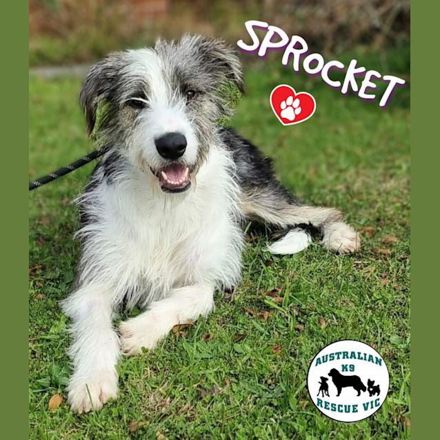 Photo of Sprocket 