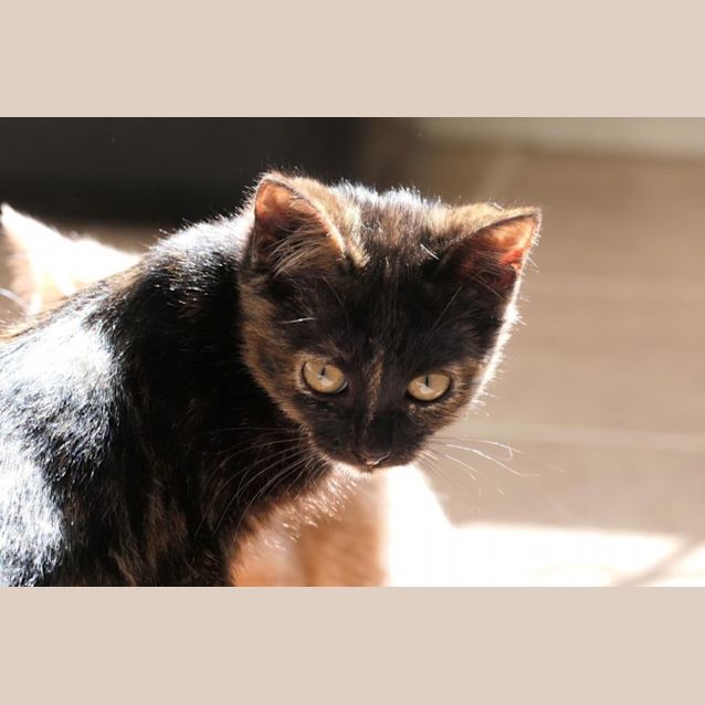 Photo of Umbreon