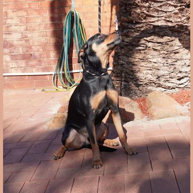 Photo of Archie