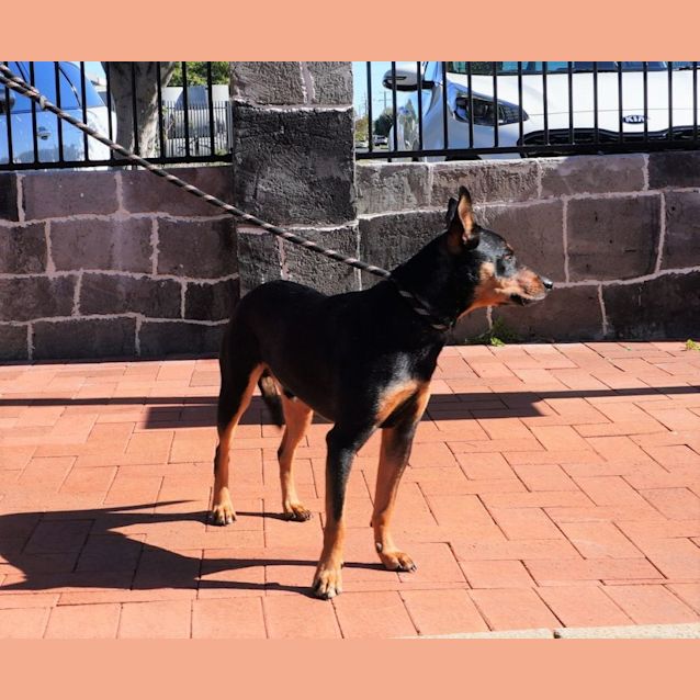 Photo of Archie