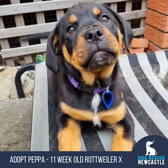 Photo of Peppa   11 Week Old Rottweiler X (Hold)