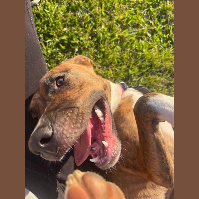 Photo of Belle