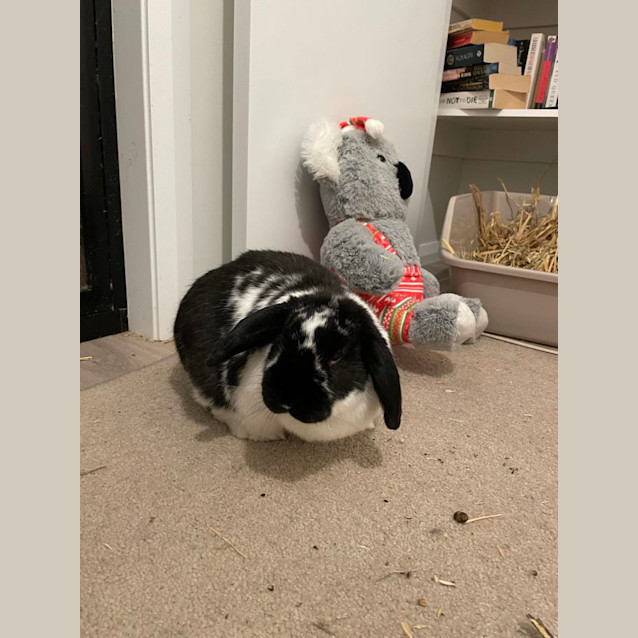 Photo of Ivo Panda & Ariel 