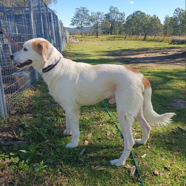 Thor Medium Male Maremma Sheepdog x Border Collie Mix Dog in NSW PetRescue