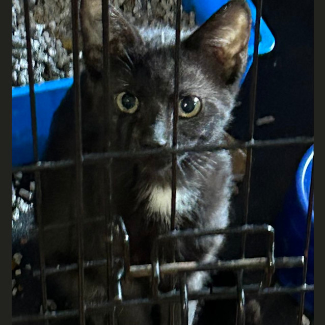 Photo of Onyx