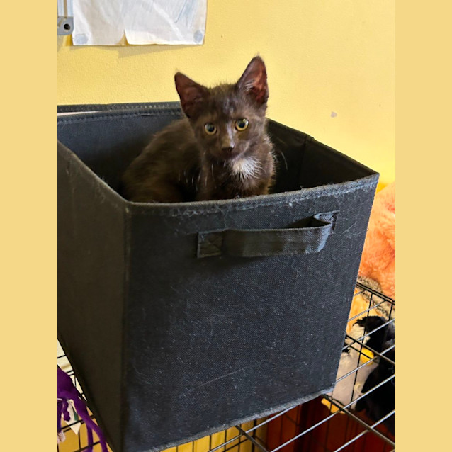 Photo of Onyx