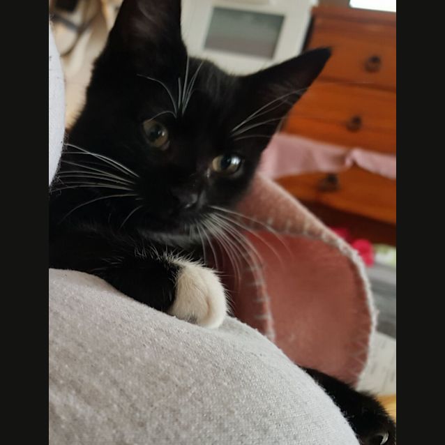 Photo of Judah 🐈‍⬛💙