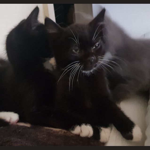 Photo of Judah 🐈‍⬛💙