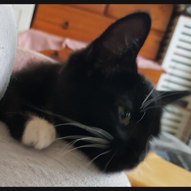 Photo of Judah 🐈‍⬛💙