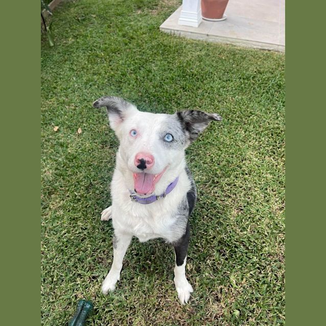 Photo of Rosie