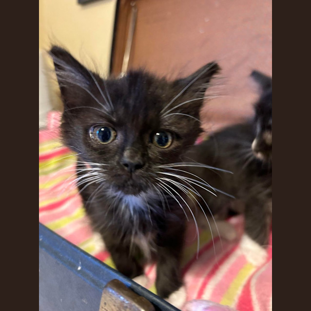 Photo of 🖤 Pip 🖤