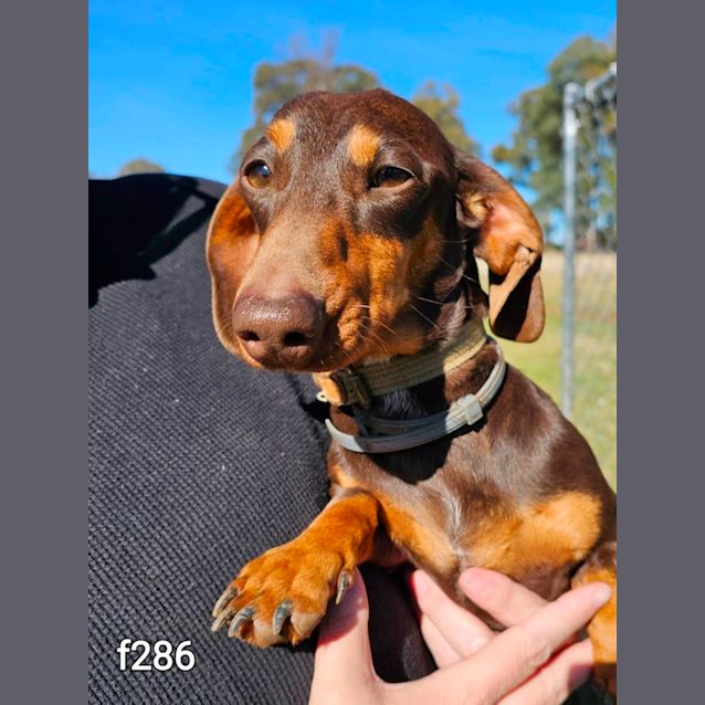 Photo of Stella