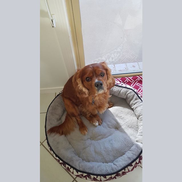 Photo of Bonnie King Charlie