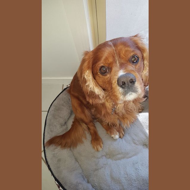 Photo of Bonnie King Charlie