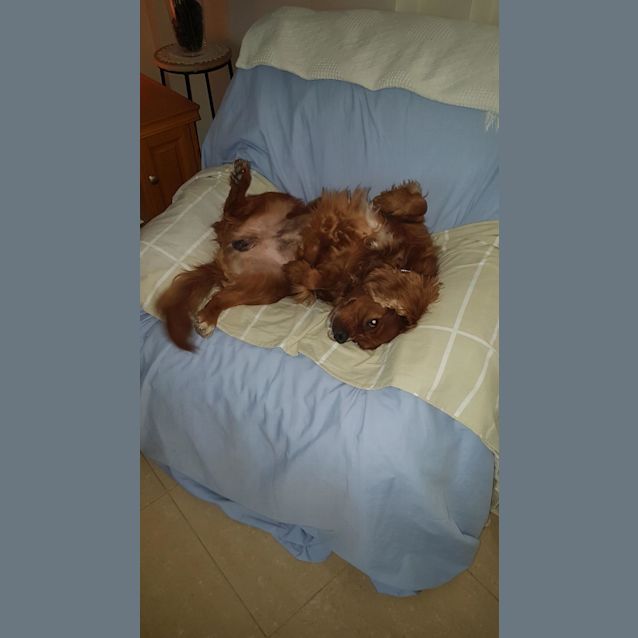 Photo of Bonnie King Charlie