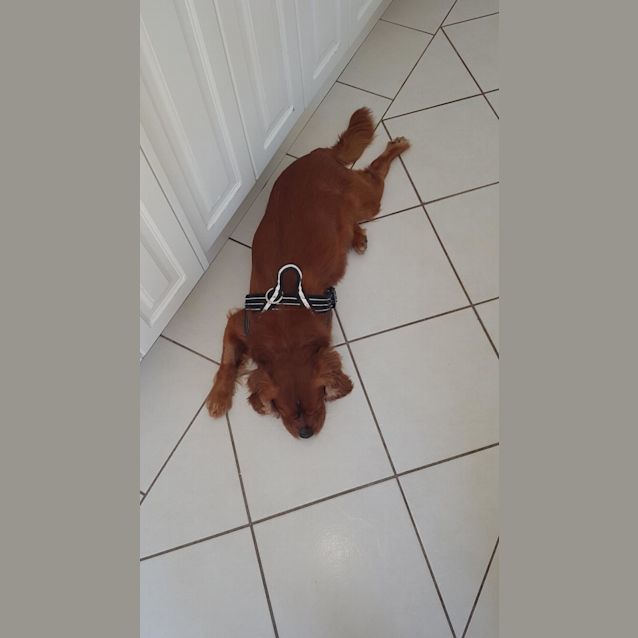 Photo of Bonnie King Charlie