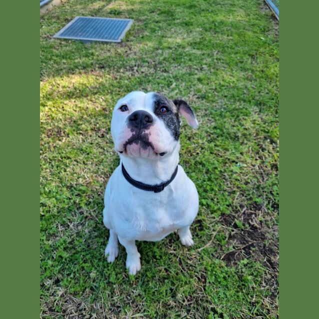Photo of Tonka
