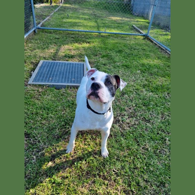Photo of Tonka