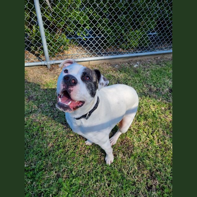 Photo of Tonka