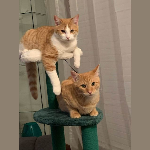 Photo of Cairo And Harlem