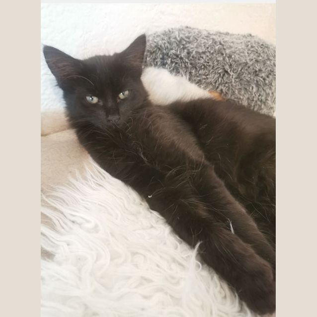 Photo of Pickle (Located In Brunswick West)