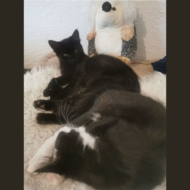 Photo of Pickle (Located In Brunswick West)