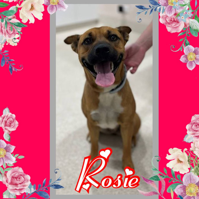 Photo of Rosie 🌹💞