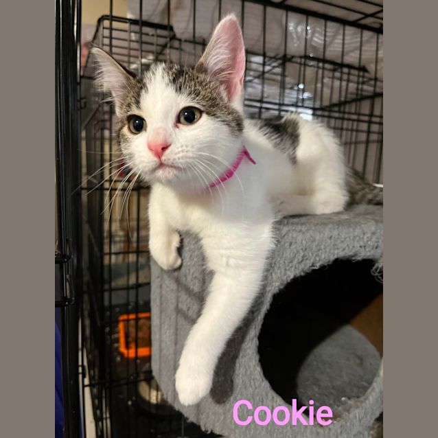 Photo of Cookie