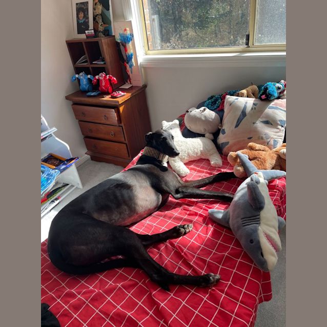 Photo of Hogan   5yo   Greyhound