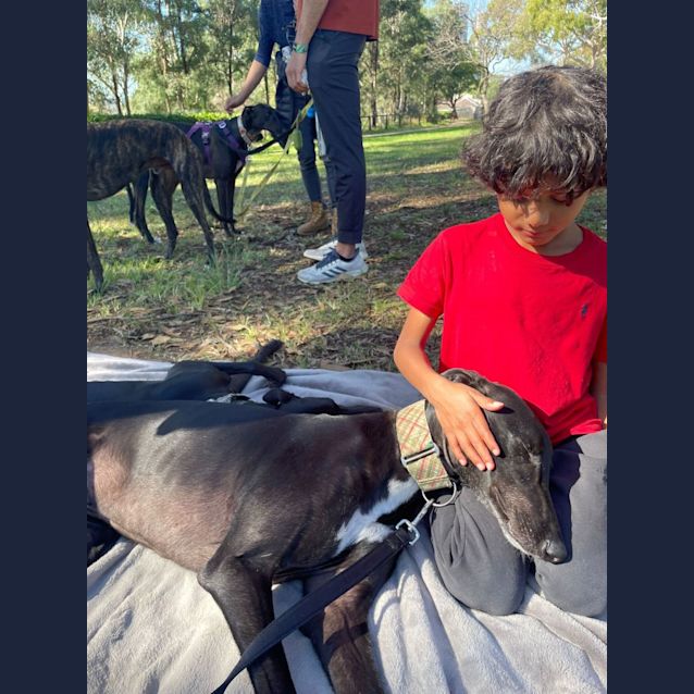 Photo of Hogan   5yo   Greyhound