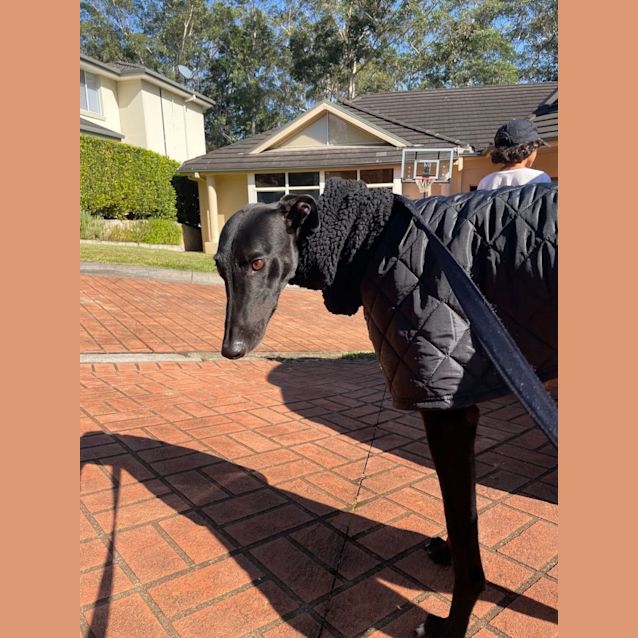 Photo of Hogan   5yo   Greyhound