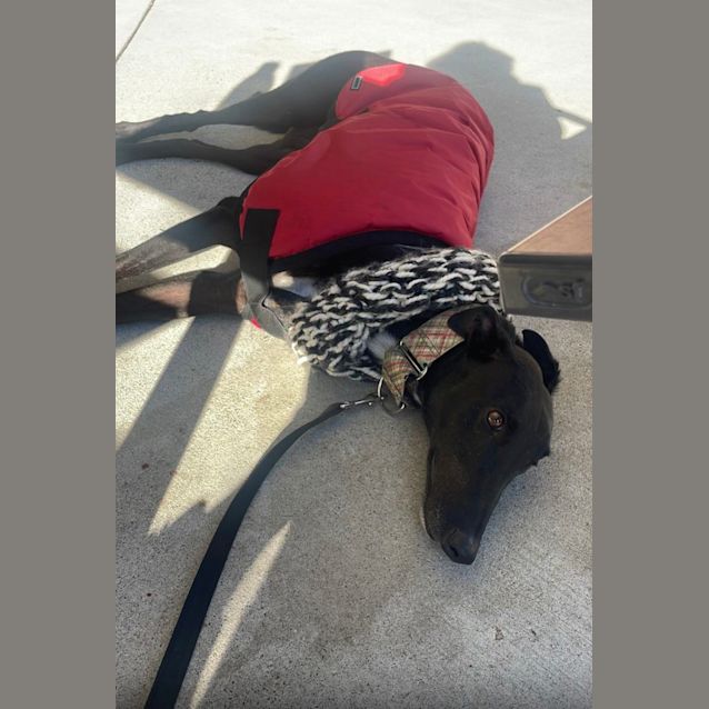 Photo of Hogan   5yo   Greyhound