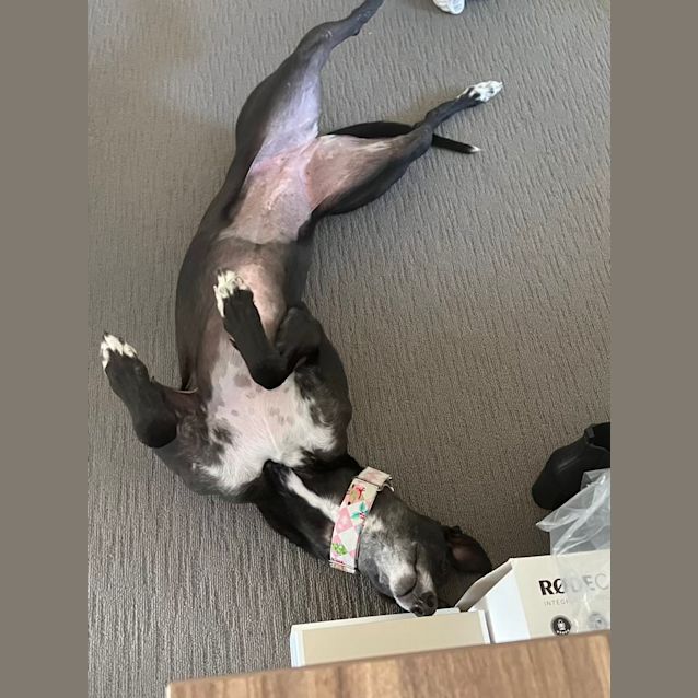 Photo of Adele   6 Yo   Greyhound