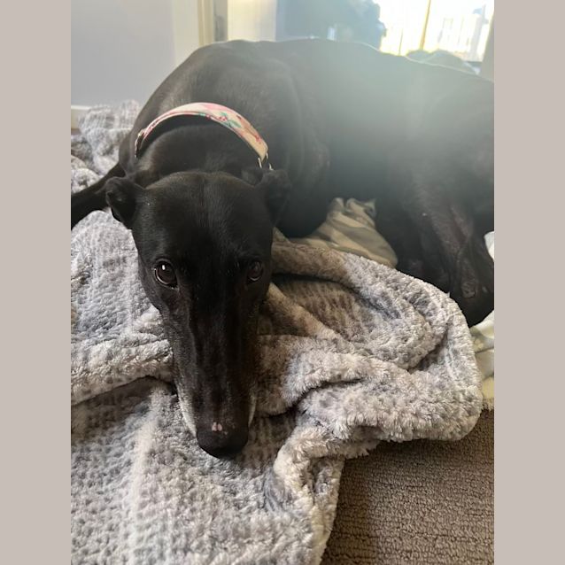 Photo of Adele   6 Yo   Greyhound