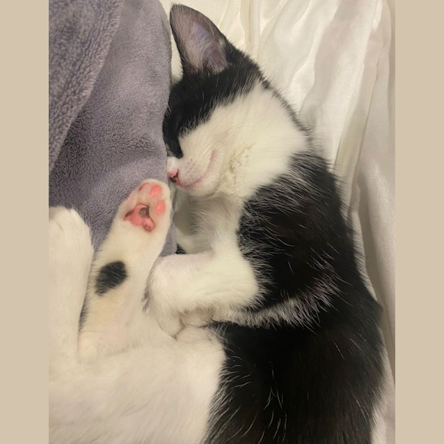 Photo of Poppy